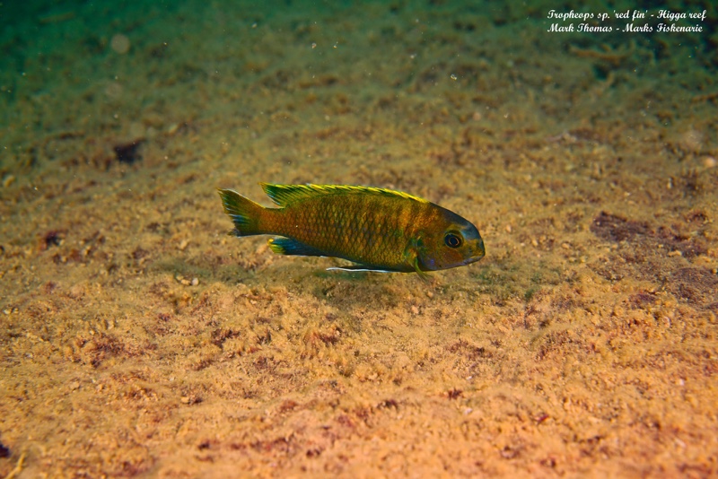 Tropheops sp. 'red fin' Higga Reef